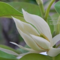 白兰花精油可以祛斑吗？白兰花精油祛斑有效果吗