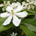 栀子花精油好闻吗？栀子花精油什么味道