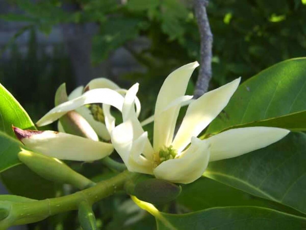 10008白兰花.jpg
